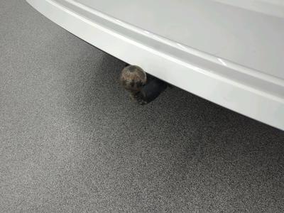 Skoda OCTAVIA 1.0 TSI MHEV AMBITION